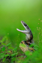 Texas Rat Snake (Elaphe obsoleta lindheimeri) with mouth open in defense posture, Fennessey Ranch, Refugio, Coastal Bend, Texas Coast, USA