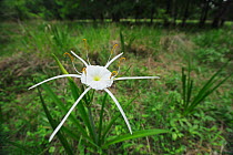 Texan spider lily (Hymenocallis liriosme) in flower,  Texas Coast, USA