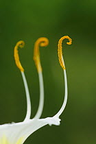 Texan spider lily (Hymenocallis liriosme) stamens close up, Texas Coast, USA