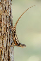 Texas Spiny Lizard (Sceloporus olivaceus) climbing on Cedar Elm (Ulmus crassifolia) New Braunfels, San Antonio, Hill Country, Central Texas, USA