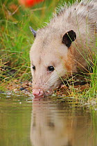 Virginia Opossum (Didelphis virginiana) head portrait, drinking from wetland lake, Fennessey Ranch, Refugio, Coastal Bend, Texas Coast, USA
