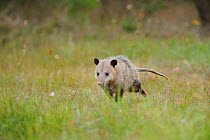 Virginia Opossum (Didelphis virginiana) running in grassland, Fennessey Ranch, Refugio, Coastal Bend, Texas Coast, USA