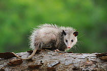 Virginia Opossum (Didelphis virginiana) juvenile sitting on log, Fennessey Ranch, Refugio, Coastal Bend, Texas Coast, USA