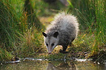 Virginia Opossum (Didelphis virginiana) juvenile drinking from wetland lake, Fennessey Ranch, Refugio, Coastal Bend, Texas Coast, USA