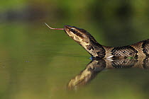 Western Cottonmouth snake (Agkistrodon piscivorus leucostoma) on lake flicking tongue. Fennessey Ranch, Refugio, Coastal Bend, Texas Coast, USA