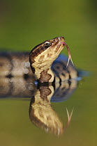 Western Cottonmouth snake (Agkistrodon piscivorus leucostoma) on lake flicking tongue. Fennessey Ranch, Refugio, Coastal Bend, Texas Coast, USA