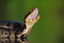 Western Cottonmouth snake (Agkistrodon piscivorus leucostoma) in defensive posture. Fennessey Ranch, Refugio, Coastal Bend, Texas Coast, USA