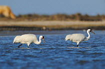 Pair of Whooping Cranes (Grus americana) wading, Seadrift, San Antonio Bay, Gulf Intracoastal Waterway, Coastal Bend, Texas Coast, USA