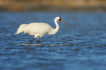 RF- Whooping Crane (Grus americana) wading in coastal waters. Seadrift, San Antonio Bay, Gulf Intracoastal Waterway, Coastal Bend, Texas Coast, USA. (This image may be licensed either as rights manage...