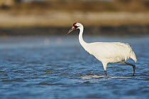 Whooping Crane (Grus americana) wading in coastal waters, Seadrift, San Antonio Bay, Gulf Intracoastal Waterway, Coastal Bend, Texas Coast, USA