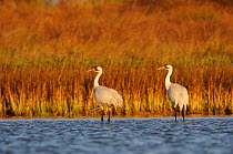 Pair of Whooping Cranes (Grus americana) wading in coastal waters at Seadrift, San Antonio Bay, Gulf Intracoastal Waterway, Coastal Bend, Texas Coast, USA