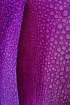 Detail of Wine-Cup (Callirhoe involucrata) with dew drops on petals, Fennessey Ranch, Refugio, Corpus Christi, Coastal Bend, Texas Coast, USA