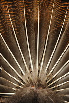 Wild Turkey (Meleagris gallopavo) male displaying tail feathers, rear view. New Braunfels, San Antonio, Hill Country, Central Texas, USA