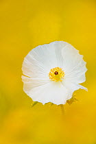 Single White Prickly Poppy (Argemone albiflora) flower, in wildflower meadow, Fennessey Ranch, Refugio, Coastal Bend, Texas Coast, USA
