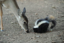 White-tailed Deer (Odocoileus virginianus) with Striped Skunk (Mephitis mephitis) feeding. New Braunfels, San Antonio, Hill Country, Central Texas, USA
