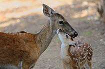 White-tailed Deer (Odocoileus virginianus) mother nuzzling young fawn, New Braunfels, San Antonio, Hill Country, Central Texas, USA
