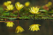 Yellow Waterlily (Nymphaea mexicana) flowers, with reflections, Fennessey Ranch, Refugio, Coastal Bend, Texas, USA