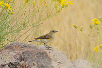 Yellow-rumped Warbler (Dendroica coronata) perched on stone amongst wildflowers, Chisos Basin, Chisos Mountains, Big Bend National Park, Chihuahuan Desert, West Texas, USA
