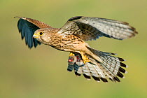 Female Kestrel (Falco tinnunculus) in flight, carrying prey, Pusztaszer, Kiskunsagi National Park, Hungary