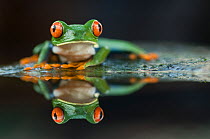 Portrait of Red-eyed tree frog (Agalychnis callidryas) with reflection, Santa Rita, Costa Rica