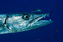 Head portrait of Great barracuda (Sphyraena barracuda) with teeth visible, Red sea, Egypt