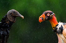 Head portraits of King vulture (Sarcoramphus papa) right,  and Black vulture (Coragyps atratus) Santa Rita, Costa Rica