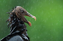 Head portrait of Black vulture (Coragyps atratus) in the rain, Santa Rita, Costa Rica