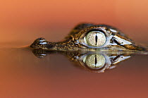 Head portrait of young Spectacled caiman (Caiman crocodilus) partially submerged in water, with reflection, Santa Rita, Costa Rica