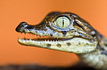 Head portrait of young Spectacled caiman (Caiman crocodilus) with jaw open, Santa Rita, Costa Rica