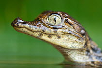 Head portrait of young Spectacled caiman (Caiman crocodilus) with jaw closed, Santa Rita, Costa Rica