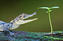 Head portrait of young Spectacled caiman (Caiman crocodilus) with mouth open, and plant sapling, Santa Rita, Costa Rica