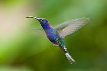 Violet sabrewing (Campylopterus hemileucurus) hovering in flight, Costa Rica
