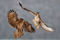Two Common buzzards (Buteo buteo) attacking each other in flight, Pusztaszer, Kiskunsagi National Park, Hungary