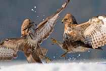 Two Common buzzards (Buteo buteo) attacking each other in snow, Pusztaszer, Kiskunsagi National Park, Hungary
