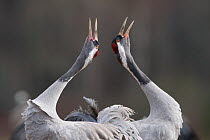 Pair of Eurasian cranes (Grus grus) displaying, Sweden