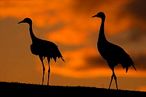 Pair of Eurasian cranes (Grus grus) silhouetted at sunset, Sweden