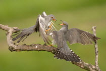 Two Common cuckoos (Cuculus canorus) fighting on tree branch, Pusztaszer, Kiskunsagi National Park, Hungary