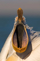 Head portrait of Dalmatian pelican (Pelecanus crispus) with pouched bill wide open. Danube Delta, Romania