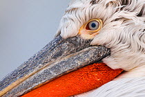 Close up of Dalmatian pelican (Pelecanus crispus) eye and bill, Danube Delta, Romania