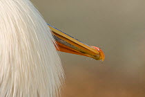 Tip of bill and feathers of Dalmatian pelican (Pelecanus crispus) Danube Delta, Romania