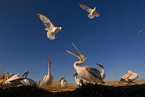 Dalmatian pelicans (Pelecanus crispus) mobbed by gulls, Danube Delta, Romania
