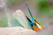 European bee-eater (Merops apiaster) view of tail feathers as it digs in sand, Pusztaszer, Kiskunsagi National Park, Hungary