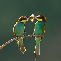 Pair of European bee-eaters (Merops apiaster) with courtship offering of insect prey,  Pusztaszer, Kiskunsagi National Park, Hungary