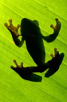 Shadow outline of Splendid leaf frog (Agalychnis calcarifer) through leaf, Santa Rita, Costa Rica