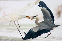 Great egret (Ardea alba) and Grey heron (Ardea cinerea) fighting over a fish, Lake Csaj, Kiskunsagi National Park, Hungary