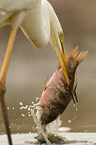 Great white egret (Ardea alba) catching fish, Lake Csaj, Kiskunsagi National Park, Hungary