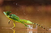 Green / Double-crested basilisk (Basiliscus plumifrons) running across water surface, Santa Rita, Costa Rica. Did you know? This amazing lizard is colloquially known as the 'Jesus Christ lizard' for i...