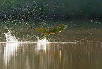 Green / Double-crested basilisk (Basiliscus plumifrons) running across water surface, Santa Rita, Costa Rica
