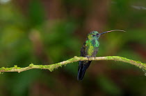 Green crowned brilliant (Heliodoxa jacula) perching on branch, Costa Rica