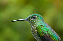 Head portrait of Green crowned brilliant hummingbird (Heliodoxa jacula) Costa Rica